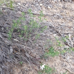 Lotus australis at Bullen Range - 28 Oct 2016