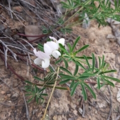 Lotus australis at Bullen Range - 28 Oct 2016 10:08 AM