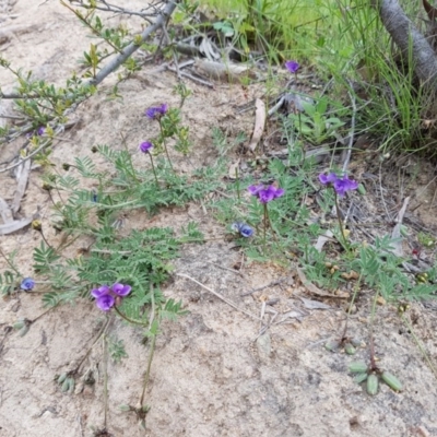 Swainsona sp. at Stromlo, ACT - 30 Oct 2016 by LukeMcElhinney