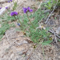 Swainsona sp. at Stromlo, ACT - 30 Oct 2016