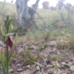 Calochilus platychilus (Purple Beard Orchid) at Bullen Range - 28 Oct 2016 by LukeMcElhinney