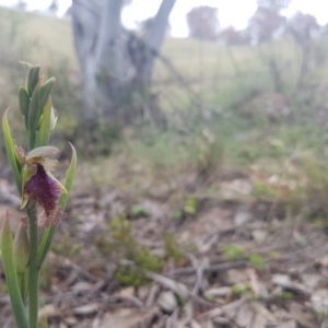 Calochilus platychilus at Bullen Range - suppressed