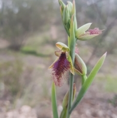 Calochilus platychilus at Bullen Range - suppressed