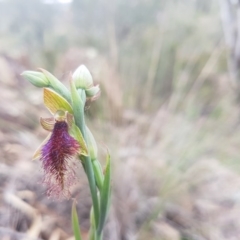 Calochilus platychilus at Bullen Range - suppressed