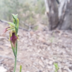 Calochilus platychilus at Bullen Range - suppressed