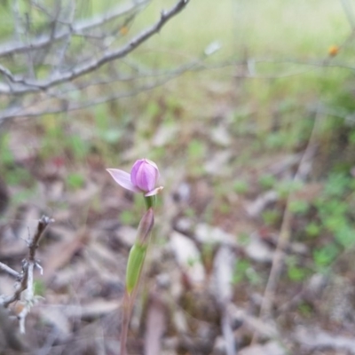 Thelymitra (Genus) (Sun Orchid) at Stromlo, ACT - 30 Oct 2016 by LukeMcElhinney