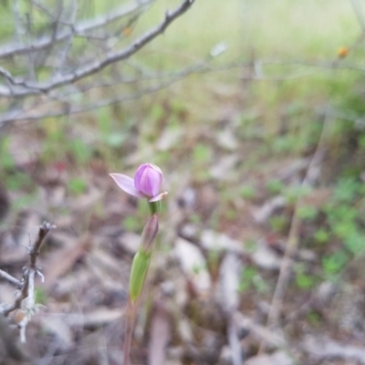 Thelymitra sp. (A Sun Orchid) at Bullen Range - 30 Oct 2016 by LukeMcElhinney