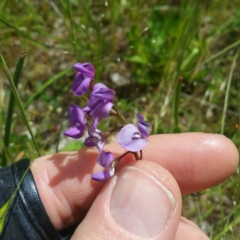 Swainsona monticola (Notched Swainson-Pea) at Block 402 - 31 Oct 2016 by RichardMilner