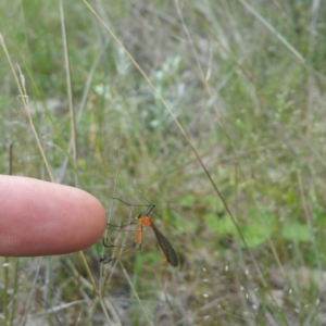 Harpobittacus australis at Denman Prospect, ACT - 1 Nov 2016