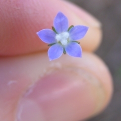 Wahlenbergia sp. (Bluebell) at Kambah, ACT - 8 Mar 2010 by MatthewFrawley