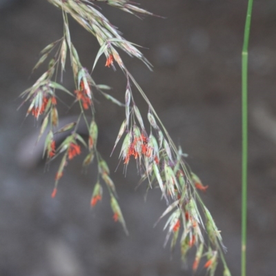 Rytidosperma pallidum (Red-anther Wallaby Grass) at Tathra, NSW - 31 Oct 2016 by KerryVance