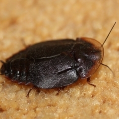 Laxta friedmani (Friedman's trilobite cockroach) at Tathra, NSW - 18 Oct 2016 by KerryVance
