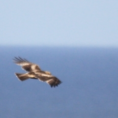 Hieraaetus morphnoides (Little Eagle) at Tathra, NSW - 17 Oct 2016 by KerryVance