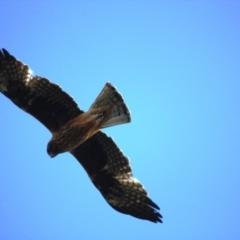 Hieraaetus morphnoides at Tathra Public School - 17 Oct 2016