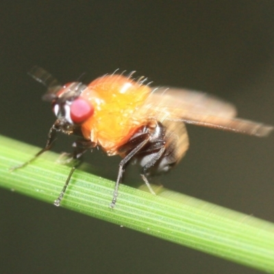 Sapromyza sp. (genus) (A lauxaniid fly) at Tathra, NSW - 1 Nov 2016 by KerryVance