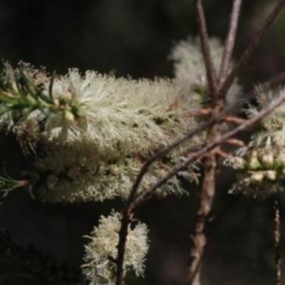 Melaleuca armillaris subsp. armillaris (Giant Honey-myrtle) at Tathra, NSW - 31 Oct 2016 by KerryVance