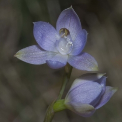 Thelymitra (Genus) (Sun Orchid) at Bournda, NSW - 1 Nov 2016 by offshore