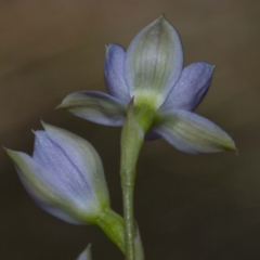 Thelymitra sp. at Bournda, NSW - suppressed