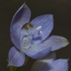 Thelymitra (Genus) at Bournda, NSW - suppressed