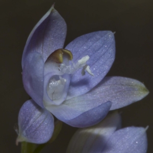 Thelymitra sp. at Bournda, NSW - suppressed