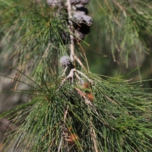 Allocasuarina littoralis at Tathra, NSW - 1 Nov 2016 07:42 AM