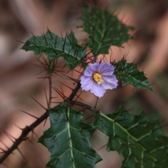 Solanum prinophyllum (Forest Nightshade) at Wallagoot, NSW - 13 Oct 2016 by KerryVance