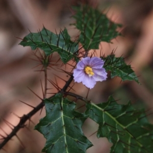 Solanum prinophyllum at Wallagoot, NSW - 13 Oct 2016