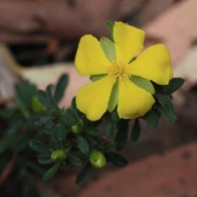 Hibbertia linearis at Wallagoot, NSW - 12 Oct 2016 by KerryVance