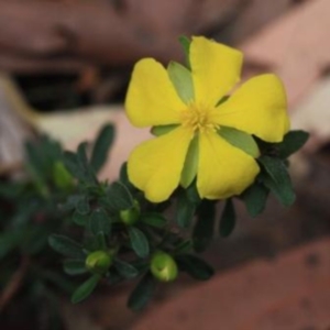 Hibbertia linearis at Bournda Fluker - 13 Oct 2016