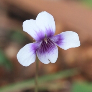 Viola hederacea at Bournda National Park - 13 Oct 2016