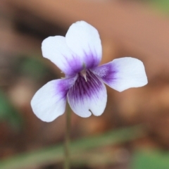 Viola hederacea (Ivy-leaved Violet) at Bournda National Park - 12 Oct 2016 by KerryVance