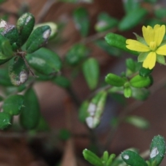 Hibbertia aspera subsp. aspera at Wallagoot, NSW - 13 Oct 2016 by KerryVance