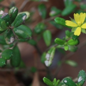 Hibbertia aspera subsp. aspera at Bournda National Park - 13 Oct 2016 12:39 PM