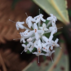 Pimelea linifolia subsp. linifolia (Queen of the Bush, Slender Rice-flower) at Wallagoot, NSW - 13 Oct 2016 by KerryVance