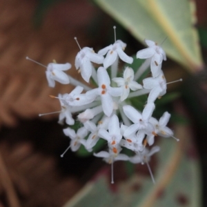 Pimelea linifolia subsp. linifolia at Bournda National Park - 13 Oct 2016