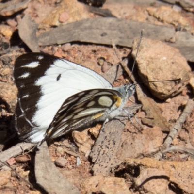 Belenois java (Caper White) at Wallaroo, NSW - 31 Oct 2016 by CedricBear