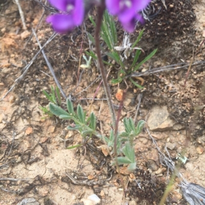 Swainsona sp. at The Angle, NSW - 1 Nov 2016 by TobiasHayashi