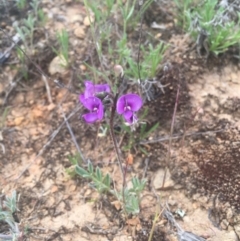 Swainsona sp. at The Angle, NSW - 1 Nov 2016