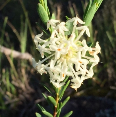 Pimelea linifolia subsp. linifolia (Queen of the Bush, Slender Rice-flower) at QPRC LGA - 1 Nov 2016 by Wandiyali