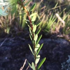 Pimelea linifolia subsp. linifolia at Tralee, NSW - 1 Nov 2016