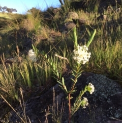Pimelea linifolia subsp. linifolia at Tralee, NSW - 1 Nov 2016