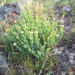 Pimelea ligustrina subsp. ciliata at Tralee, NSW - 1 Nov 2016 05:14 PM