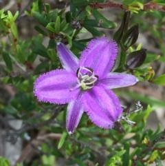 Thysanotus patersonii (Twining Fringe Lily) at QPRC LGA - 1 Nov 2016 by Wandiyali