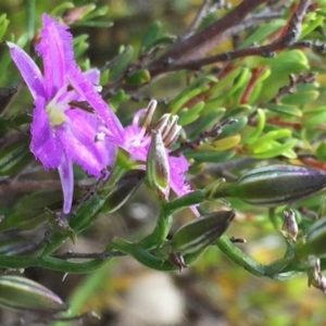 Thysanotus patersonii at Googong, NSW - 1 Nov 2016