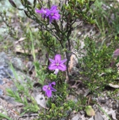 Thysanotus patersonii at Googong, NSW - 1 Nov 2016