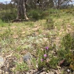 Thysanotus patersonii at Googong, NSW - 1 Nov 2016