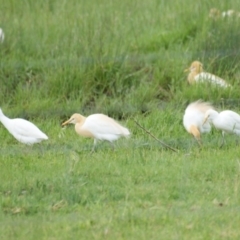 Bubulcus coromandus (Eastern Cattle Egret) at Fyshwick, ACT - 30 Oct 2016 by roymcd