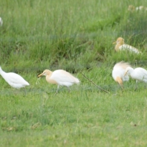 Bubulcus coromandus at Fyshwick, ACT - 30 Oct 2016