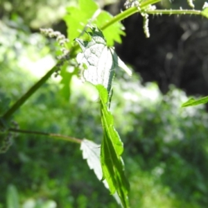 Urtica incisa at Burrinjuck, NSW - 28 Sep 2016 11:14 AM