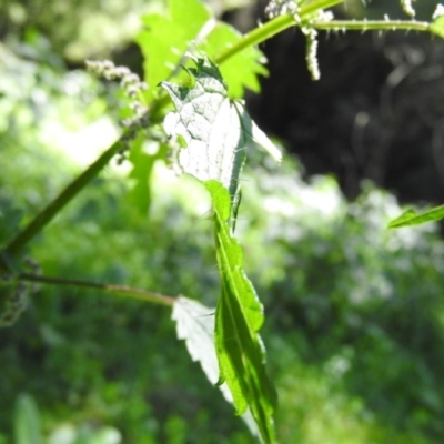 Urtica incisa (Stinging Nettle) at Burrinjuck, NSW - 28 Sep 2016 by ArcherCallaway